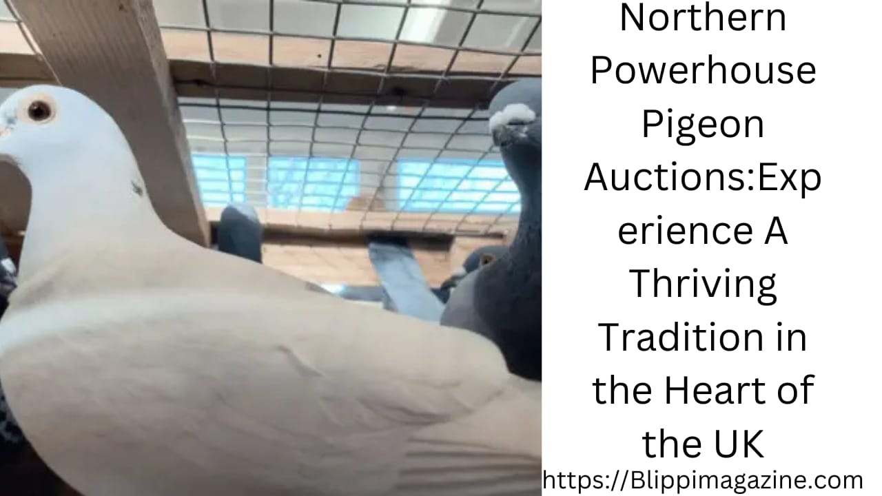 northern powerhouse pigeon auctions