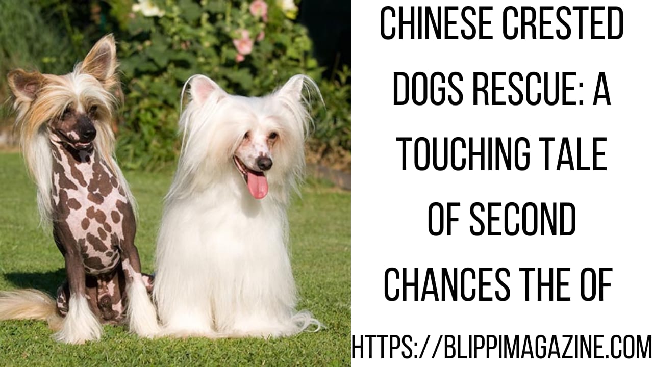 Chinese Crested Dogs Rescue