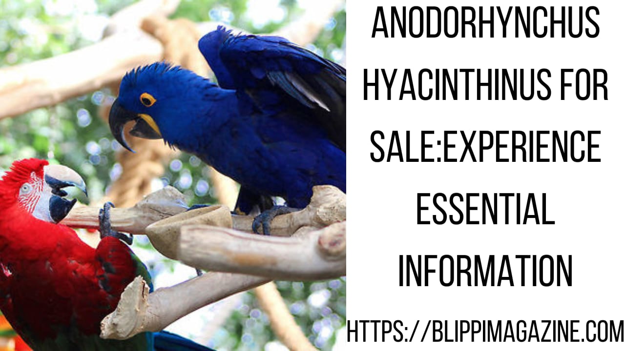 Anodorhynchus Hyacinthinus for Sale:Experience Essential Information