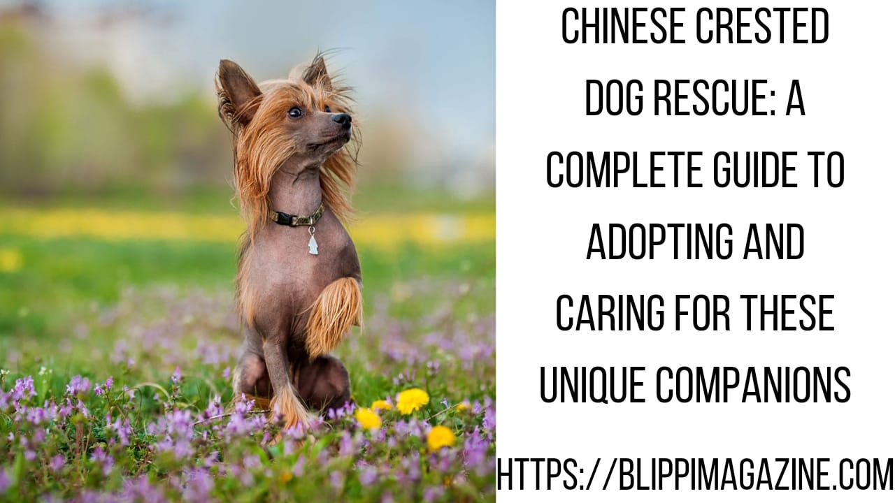 Chinese Crested Dog Rescue: A Complete Guide to Adopting and Caring for These Unique Companions