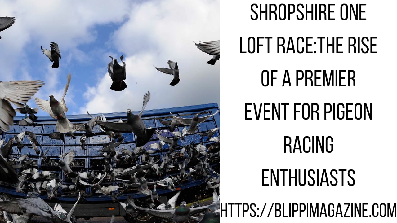 Shropshire One Loft Race