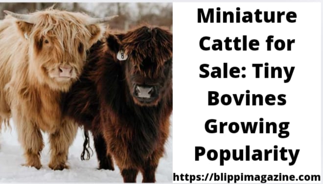 Miniature Cattle for Sale: Tiny Bovines Growing Popularity